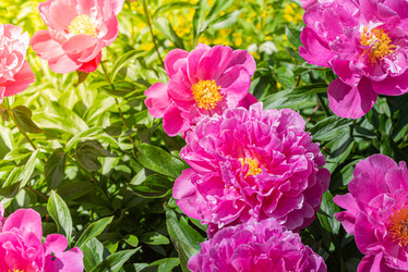 Similar image 21299784