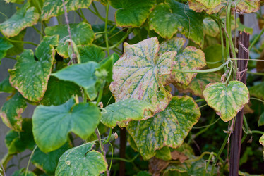 Similar image 21299789