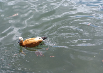 Similar image 21318774