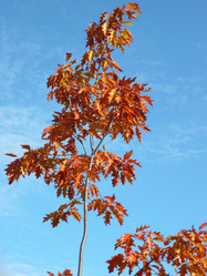 Similar image 21318792