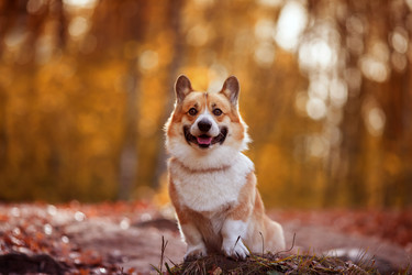 Similar image 21304485