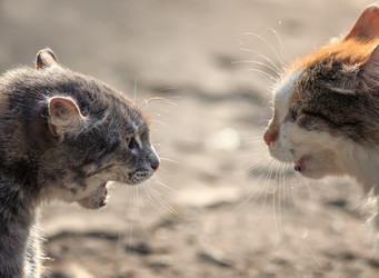 Similar image 21304364