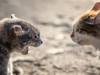 Similar image 21304366