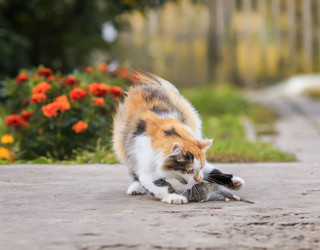 Similar image 21304565