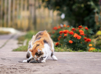 Similar image 21304566