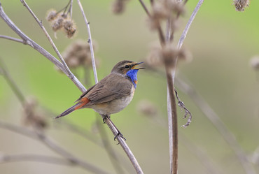 Similar image 21304607