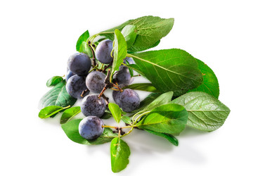 Similar image 21315783