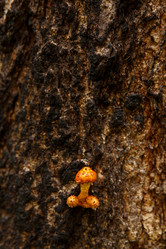 Similar image 21312304