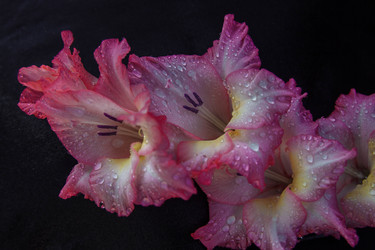 Similar image 21297765