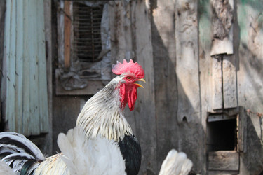 Similar image 21317300