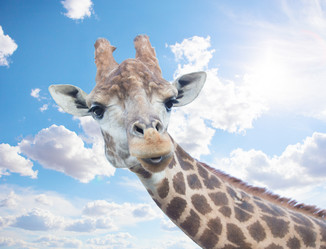 Similar image 21319033