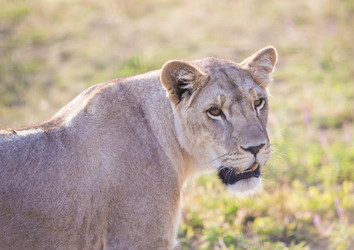 Similar image 21319354