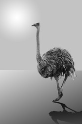 Similar image 21330579