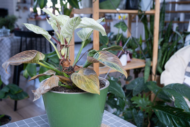 Similar image 21305795