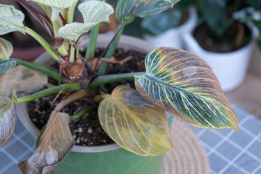 Similar image 21305796