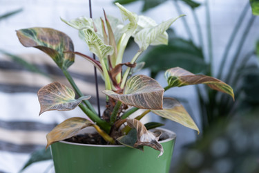 Similar image 21305798