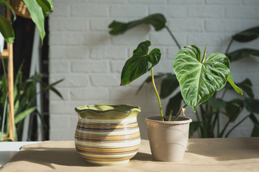 Similar image 21305814