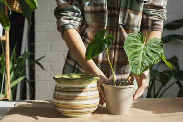 Similar image 21305816