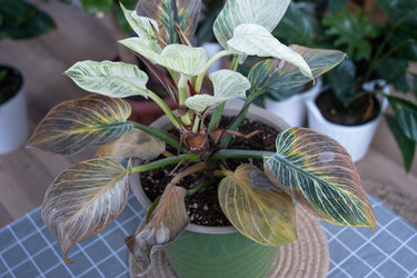 Similar image 21305819