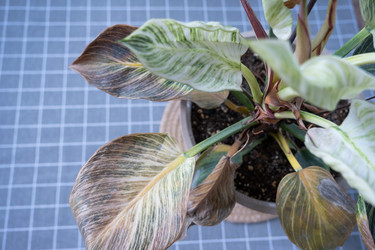 Similar image 21305821