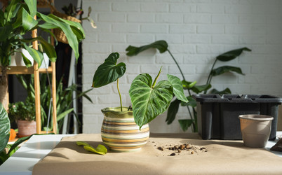 Similar image 21305824