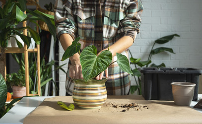 Similar image 21315792