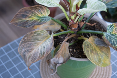 Similar image 21315799