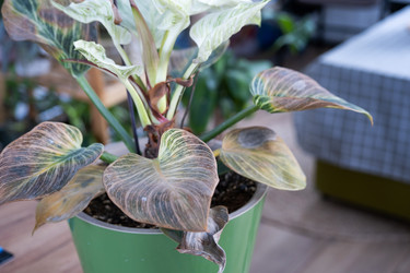 Similar image 21305855