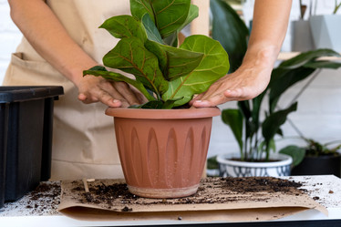 Similar image 21305864