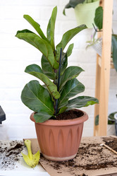 Similar image 21305865