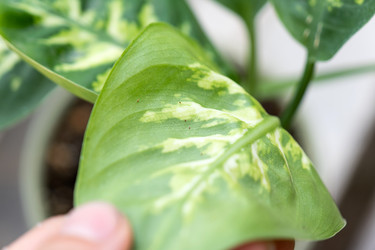 Similar image 21305868