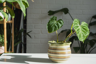 Similar image 21315810