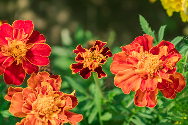 Similar image 21297211