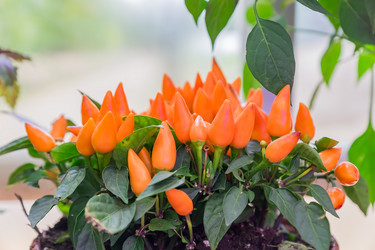 Similar image 21311205