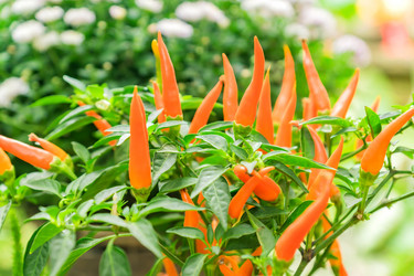 Similar image 21297274