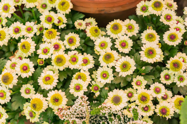 Similar image 21297291