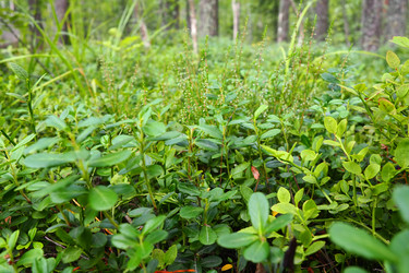 Similar image 21343107