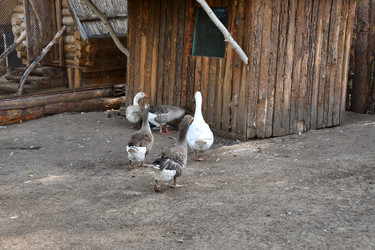 Similar image 21314444