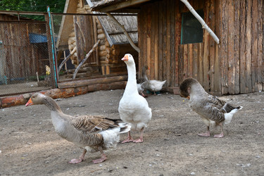 Similar image 21315485