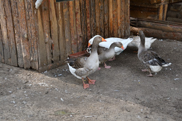 Similar image 21308895