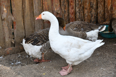 Similar image 21308898