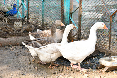 Similar image 21314260