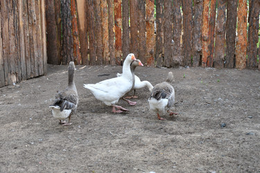 Similar image 21295357