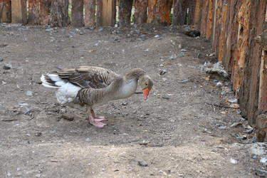 Similar image 21308902