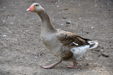 Similar image 21314123