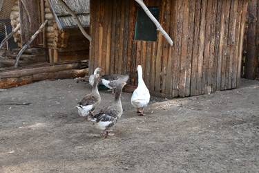 Similar image 21314126