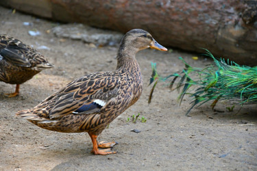 Similar image 21314309