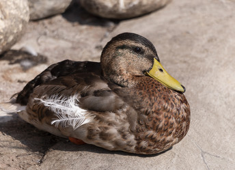 Similar image 21313704