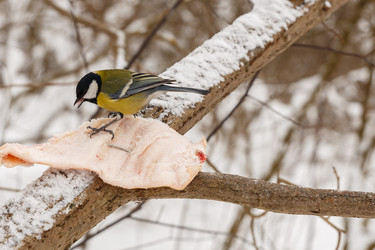 Similar image 21294563