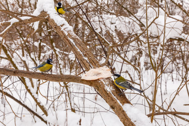 Similar image 21294581